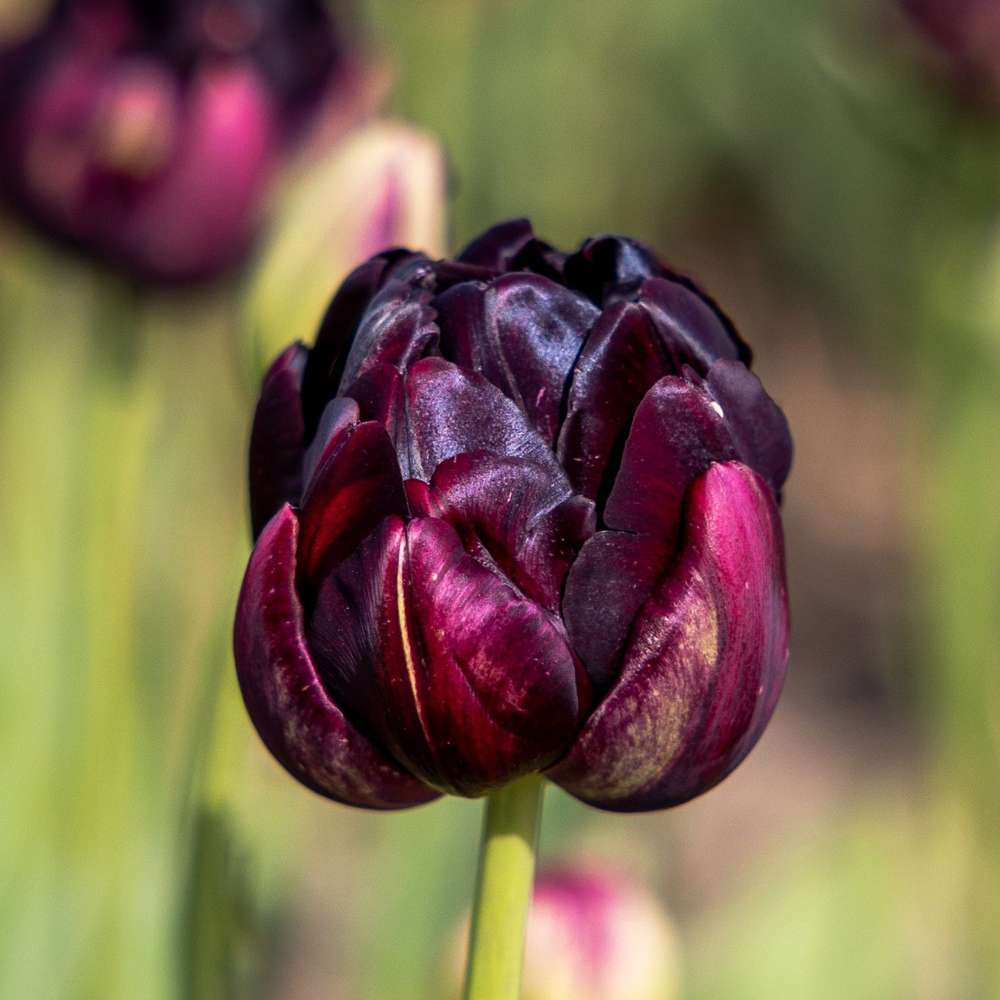 Tulipan 'Black Hero'